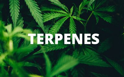 Why does Active Botanical Co. infuse it’s CBD products with Terpenes?