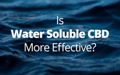 Is Water Soluble CBD More Effective Than CBD Oil? (Updated for 2020)